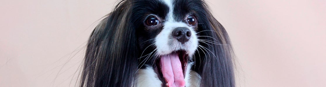 Para qué sirven los bigotes de los perros.