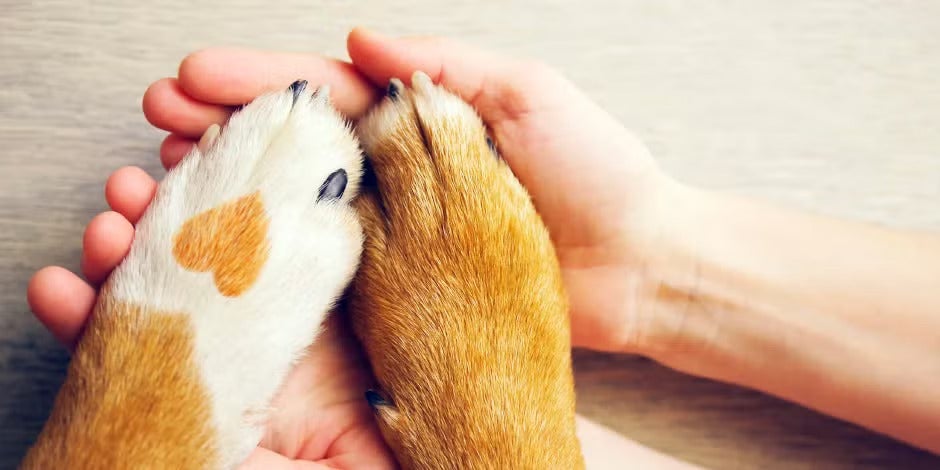 Pata de perro con un corazón. Procurá los mejores cuidados para prevenir cualquier cardiopatía en perros.