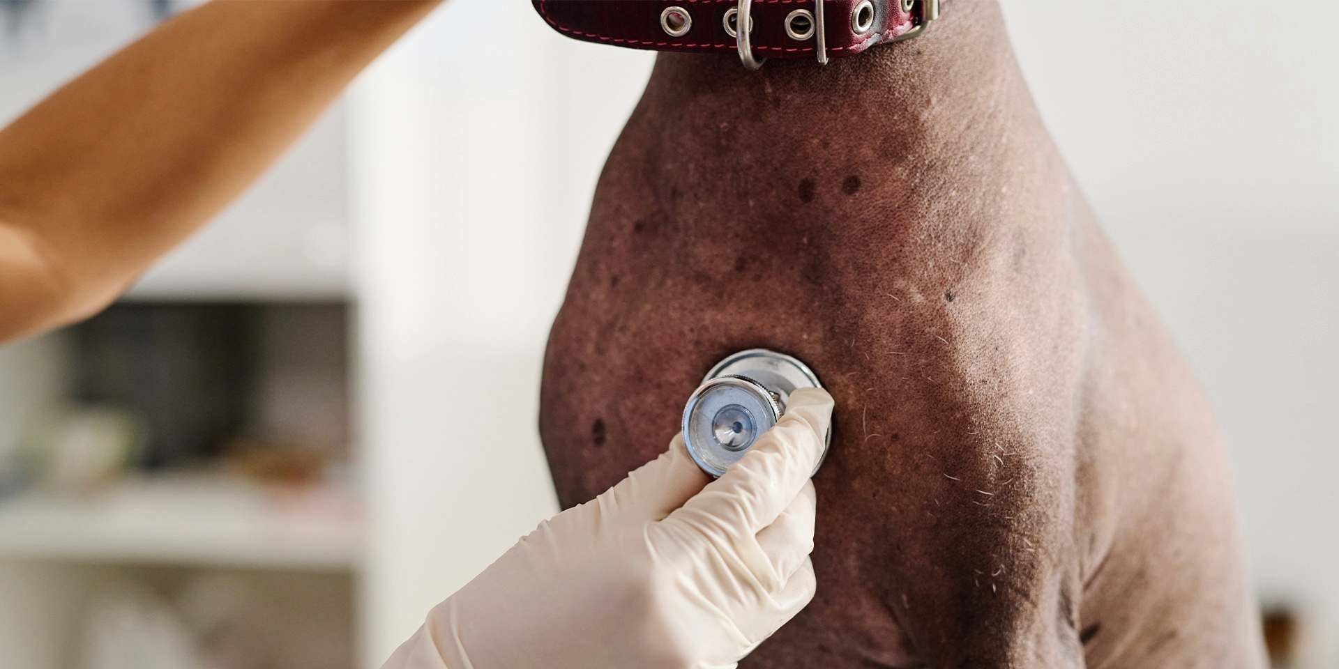 Veterinario examinando con estetoscopio el corazón de un ca'n en busca de una cardiopatía en perros.