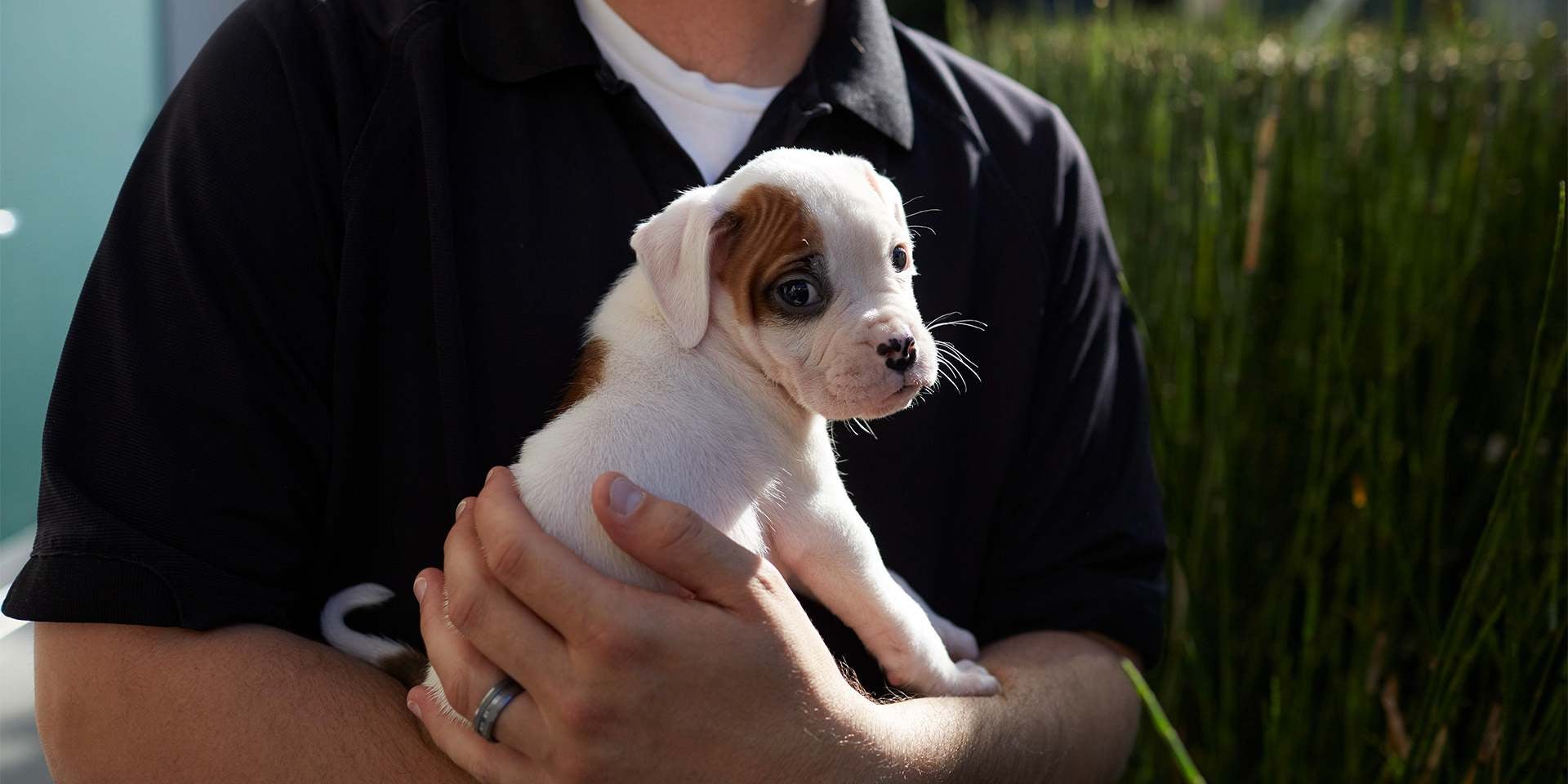 Tras varias semanas, los perritos bebés irán adquiriendo ciertas habilidades. Cachorro en brazos de tutor.