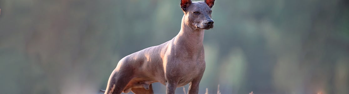 Según los mexicas, el Xoloitzcuintle no solo es de los perros que van al cielo, sino que guía a los difuntos.