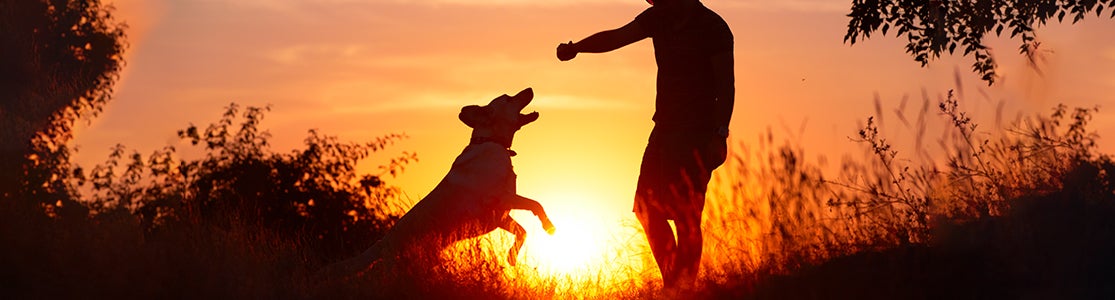 ¿Los perros van al cielo? Averigualo con PURINA®. Perro con su tutor con un ocaso de fondo.
