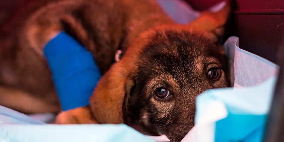 Parvovirus en perros. Mascota en revisión veterinaria.