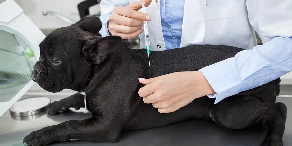 Parvovirus en perros: causas, signos clínicos y prevención