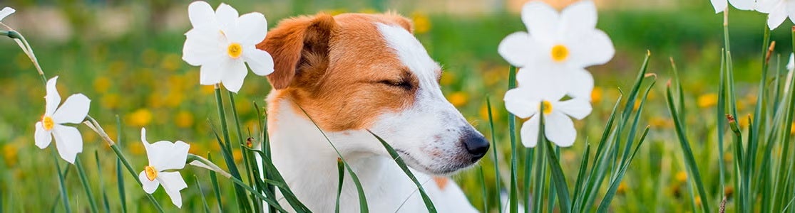 Alergia en perros: síntomas, desencadenantes y tratamiento