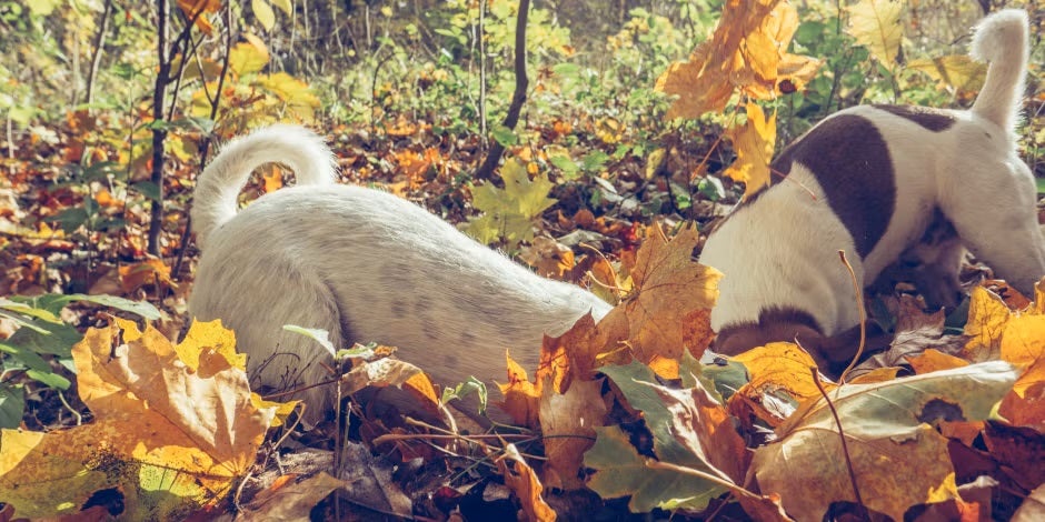 ¿Por qué los perros mueven la cola? Depende de la raza y la clase de cola, como estas de tipo zanahoria.