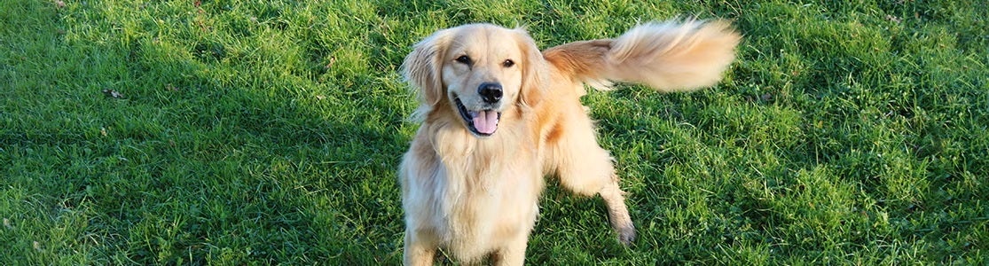 Aprendé por qué los perros mueven la cola