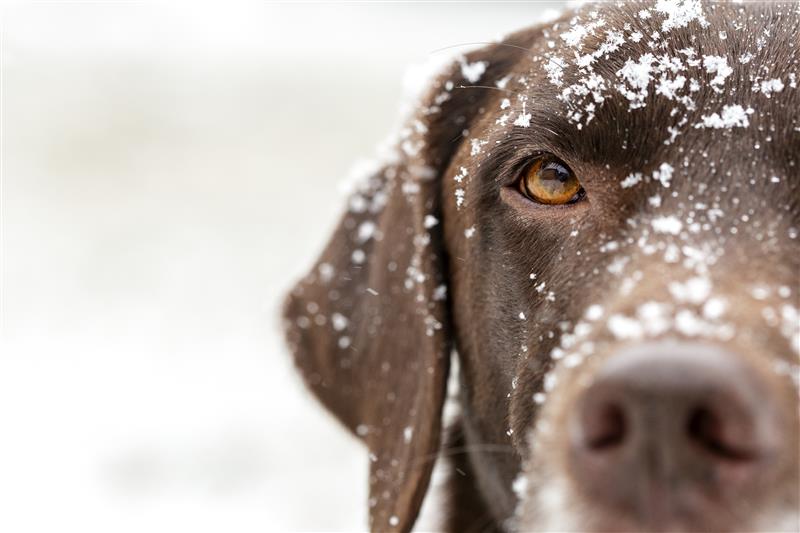 Labrador mostrando su ojo en la nieve. Aprendé cómo ven los perros.