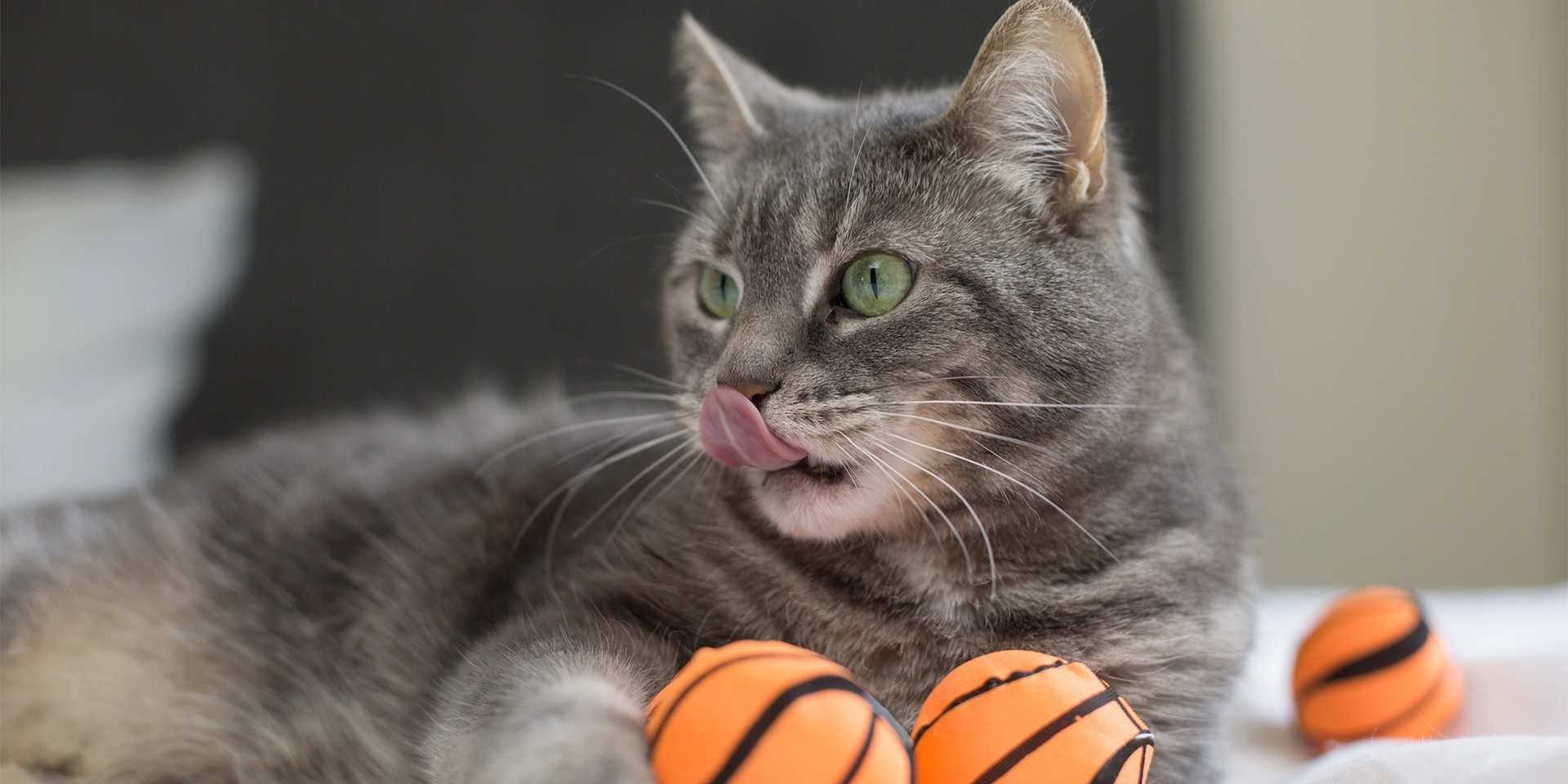 Gato agresivo - Juguetes