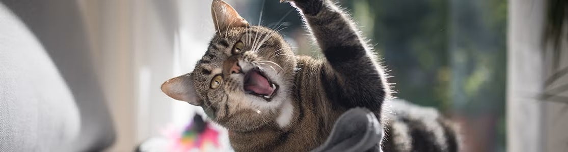 Gato agresivo: cómo identificarlo y métodos para controlarlo