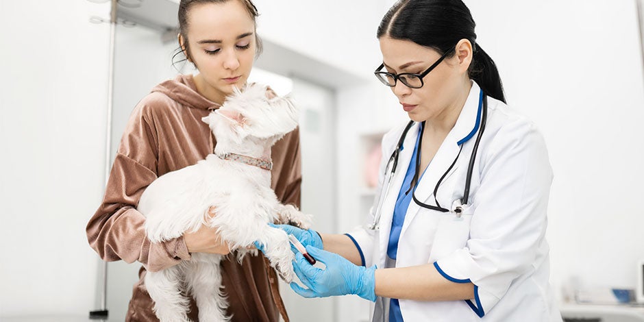 Perro siendo revisado por veterinaria, para prevenir giardia en perros.