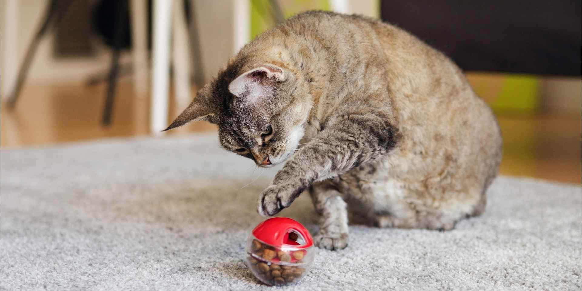 La hierba para gatos tiene curiosos efectos en los michis. Gato jugando con pelota con catnip.