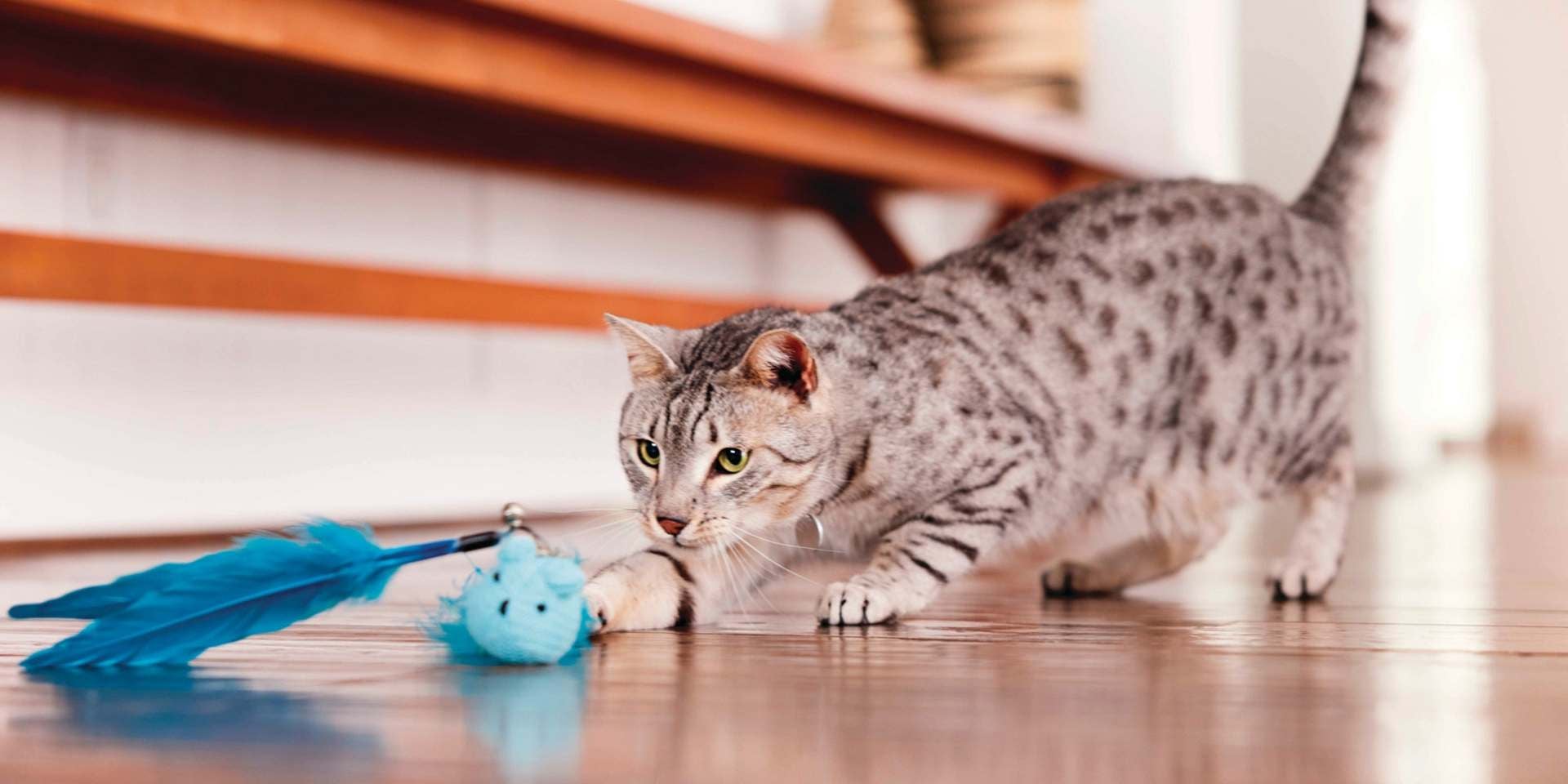 La hierba para gatos tiene curiosos efectos en los michis. Gato jugando con pelota con catnip.
