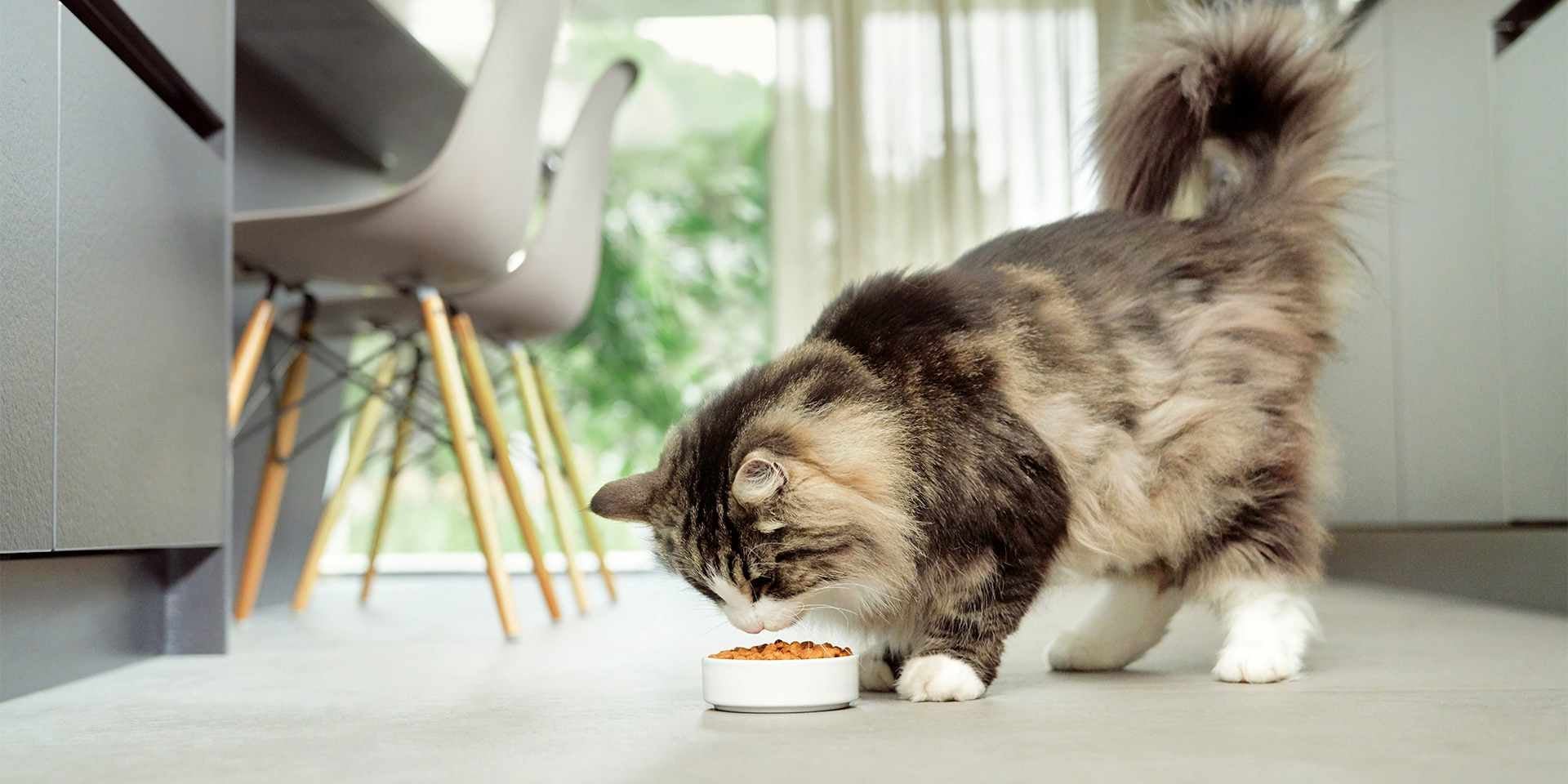 La leucemia en gatos puede hacerse más llevadera para el michi con una nutrición de calidad como la de PRO PLAN®.