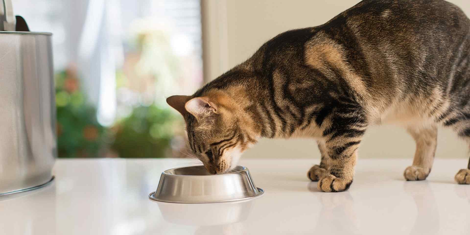 Una nutrición inadecuada puede generar mal aliento en gatos, prevenila eligiendo alta calidad con CAT CHOW®.