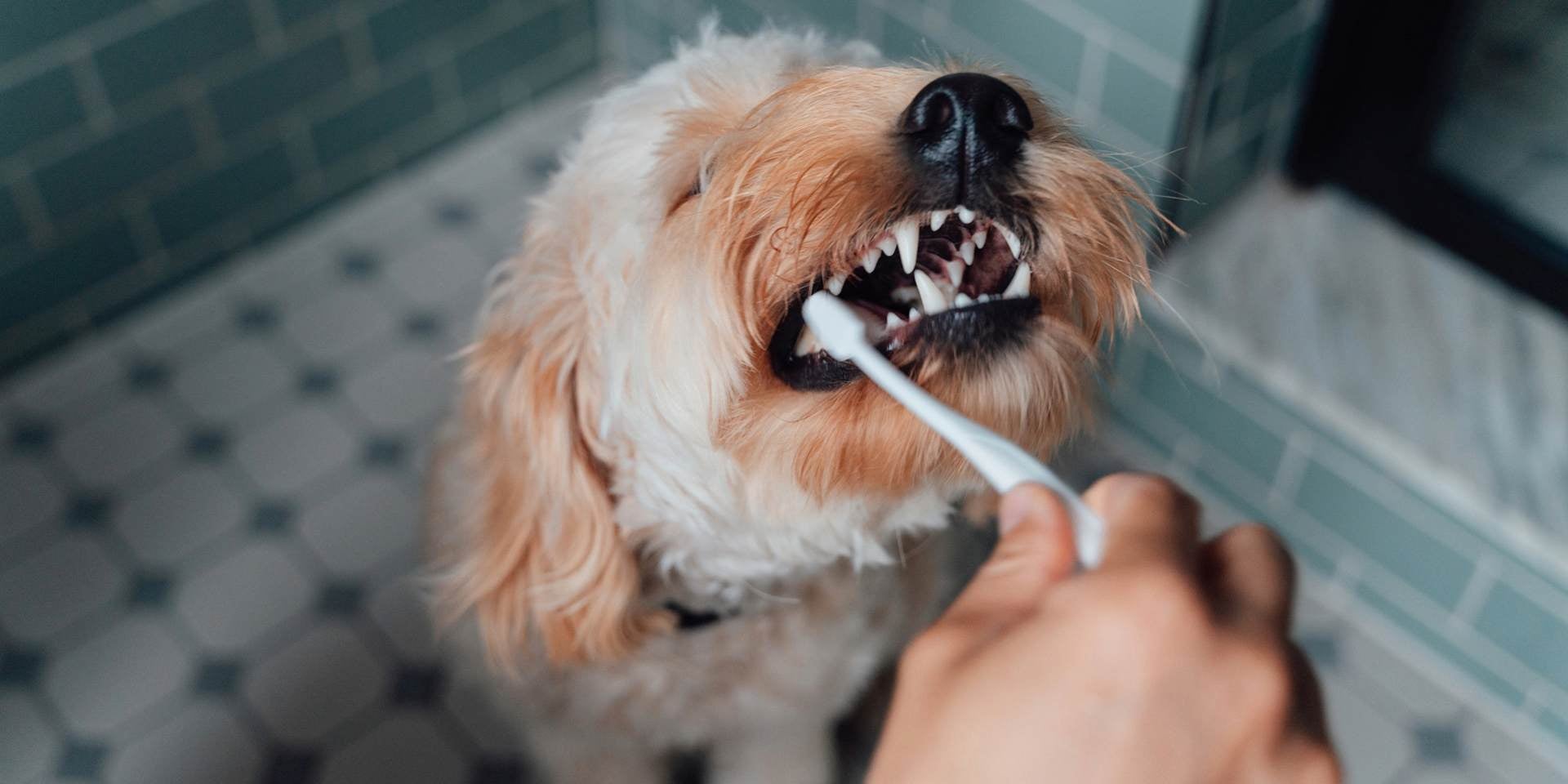 Atacá el mal aliento en perros con una adecuada higiene bucal. Cepillado dental canino.