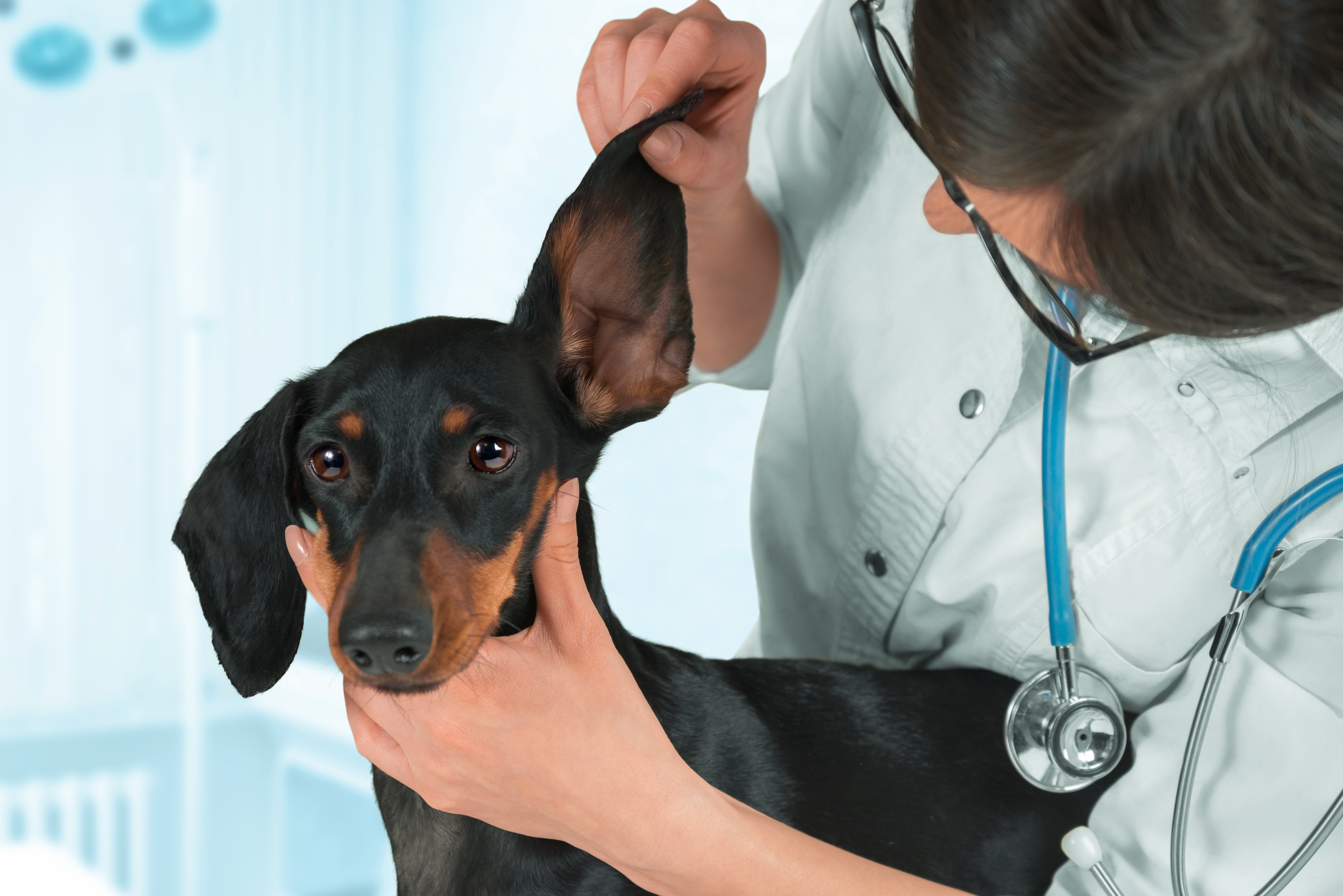 Veterinaria examinando a un dachshund para descartar otitis en perros