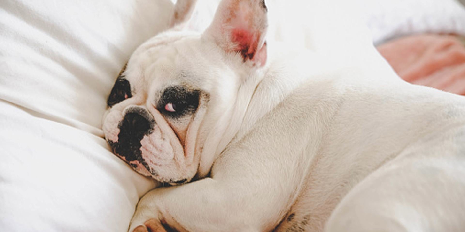 Parásitos en perros - Bulldog