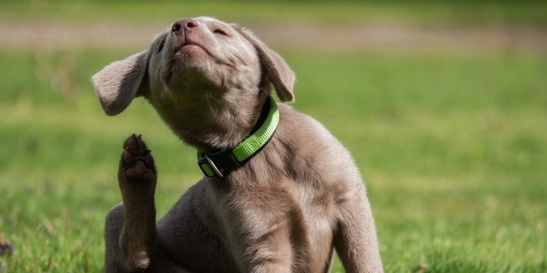 Parásitos en perros - Comezón