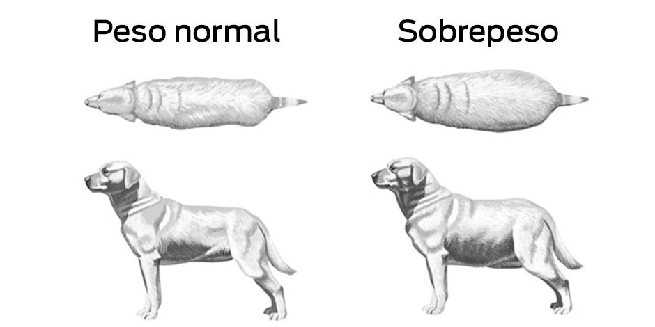 Sobrepeso en perros - Comparativa