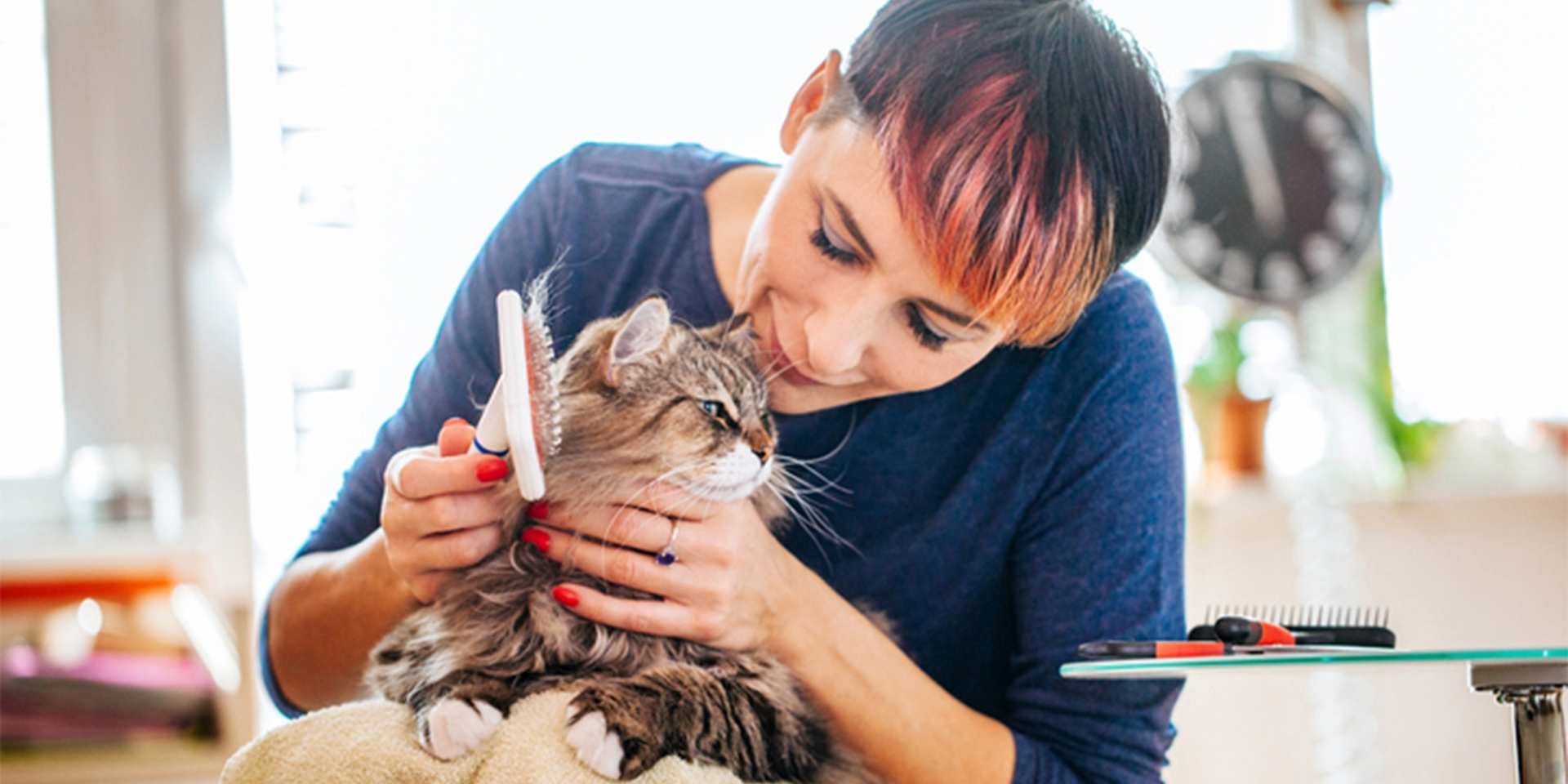 Si el vómito en gatos tiene rastros de pelo, hacé un cepillado más riguroso. Michi siendo cepillado.