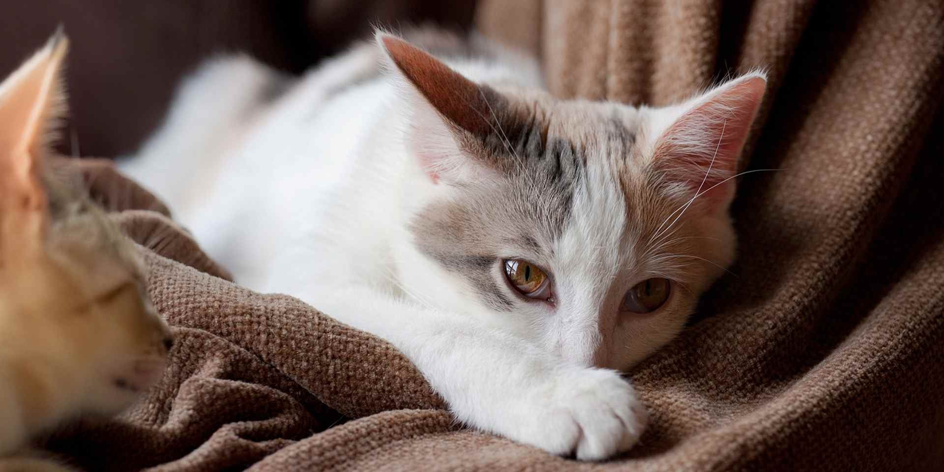 El vómito en gatos suele tener causas digestivas, pero también podría haber otros detonantes. Michi con malestar.