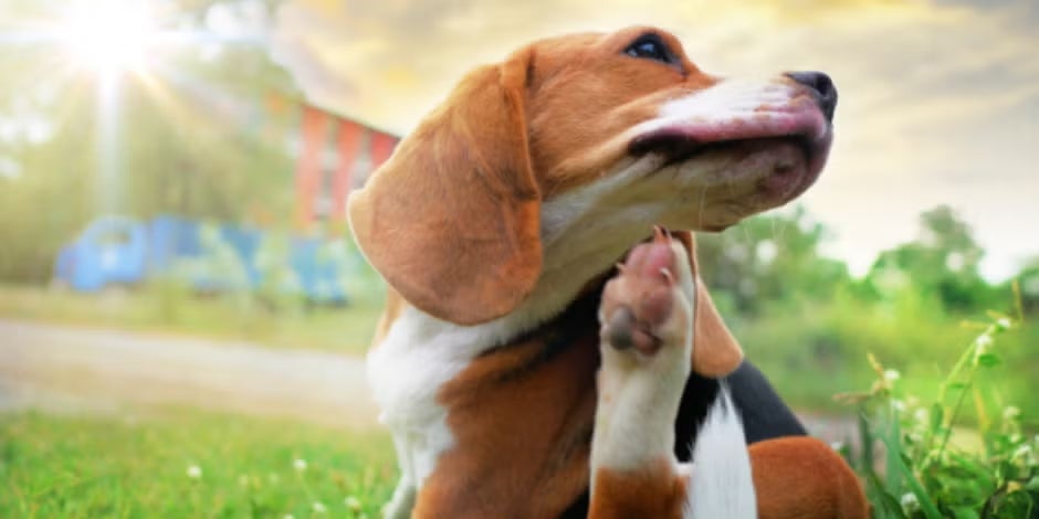 Beagle al aire libre, con comezón por posible alergia en perros.