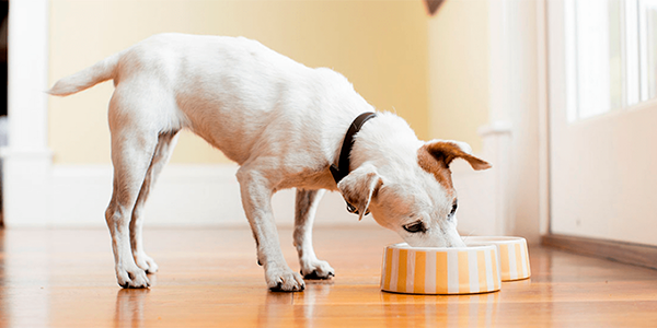Cómo conservar la calidad del alimento para perro