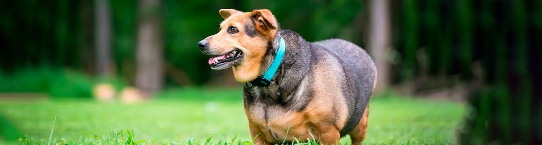 ¿Perro gordo? Lo que debés saber del sobrepeso en perros