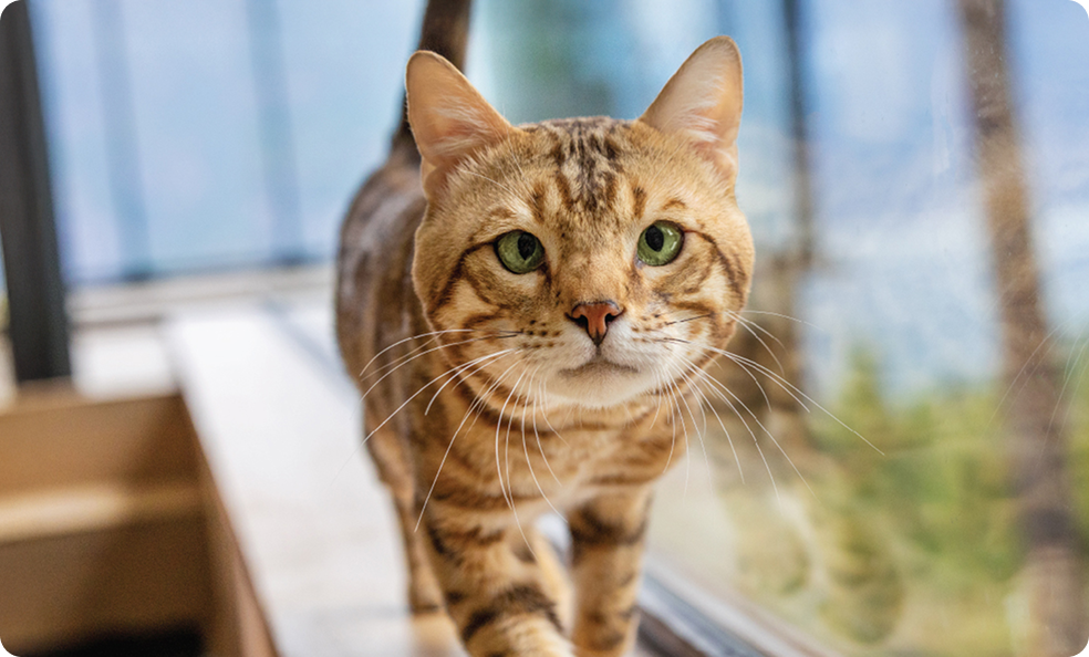 Gato caminando en la sección de productos Pro Plan para gatos