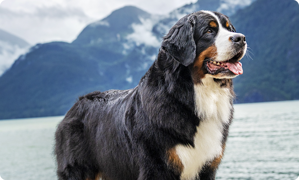 Mascota al aire libre en la sección de productos Pro Plan para perros