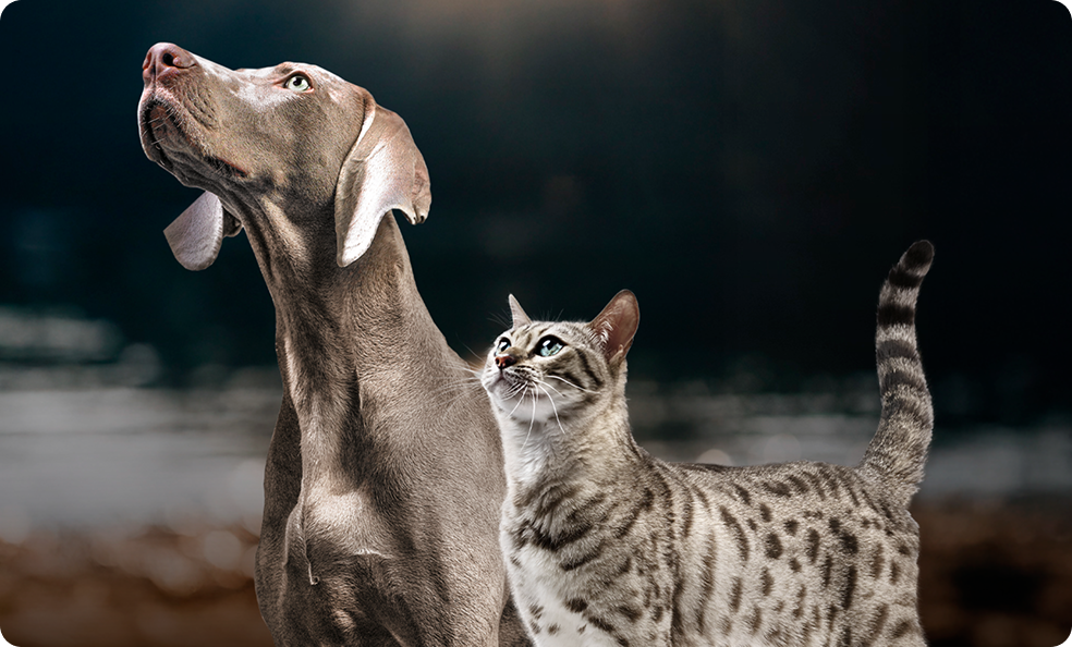 Mascotas en el exterior, sección de necesidades especificas de Pro Plan para gatos y perros