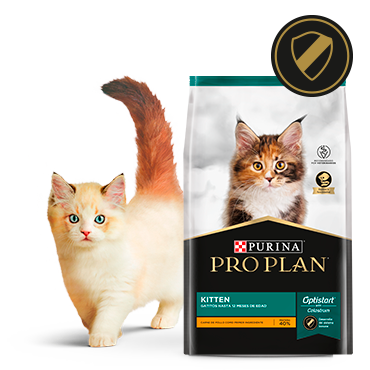 Alimento Pro Plan Kitten para gatos jóvenes junto a felino en card