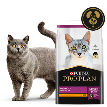 Alimento Pro Plan Urinary para gatos junto a felino en card del producto