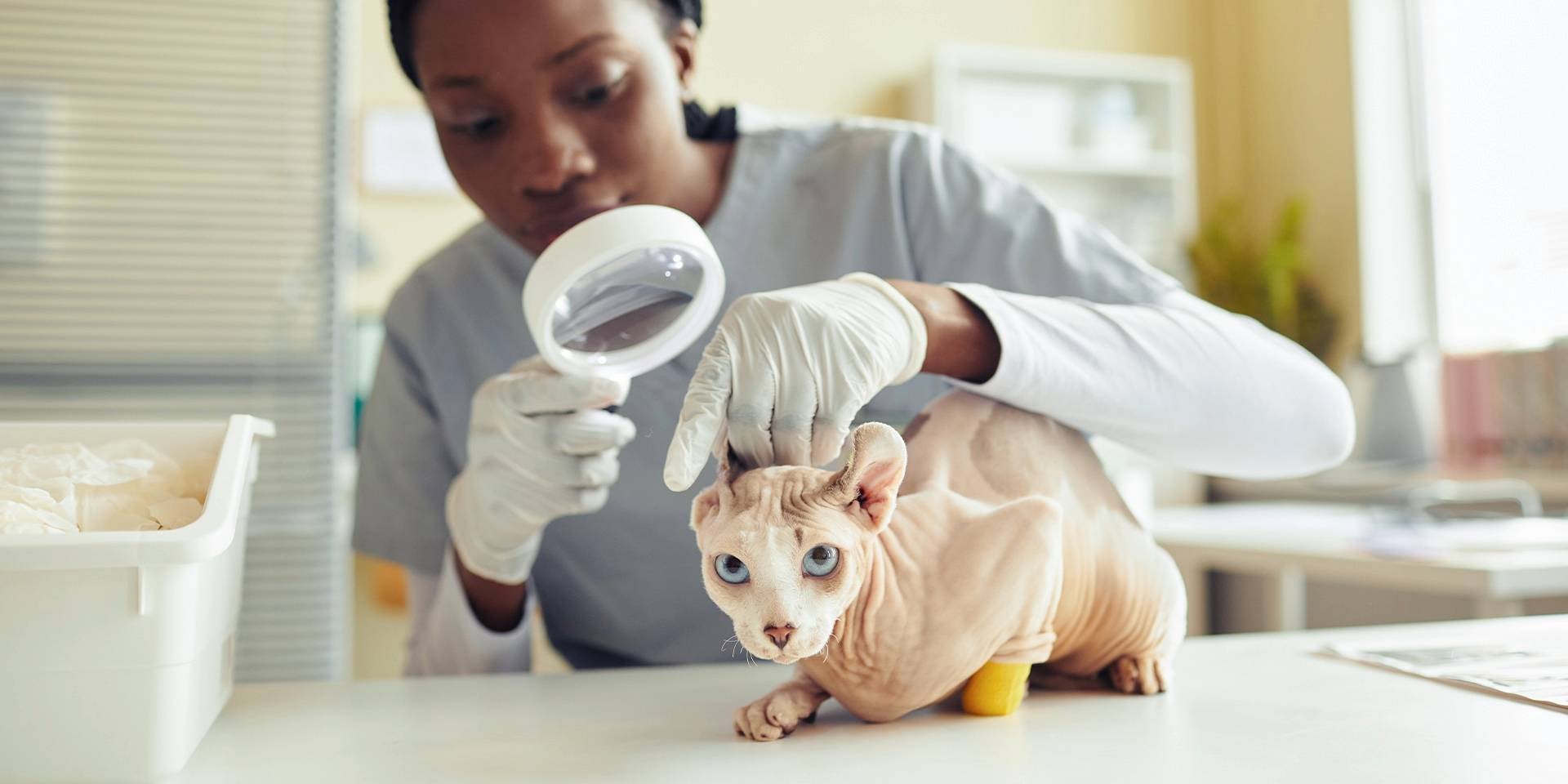 Veterinaria examinando a un michi en un caso de ácaros en gatos.