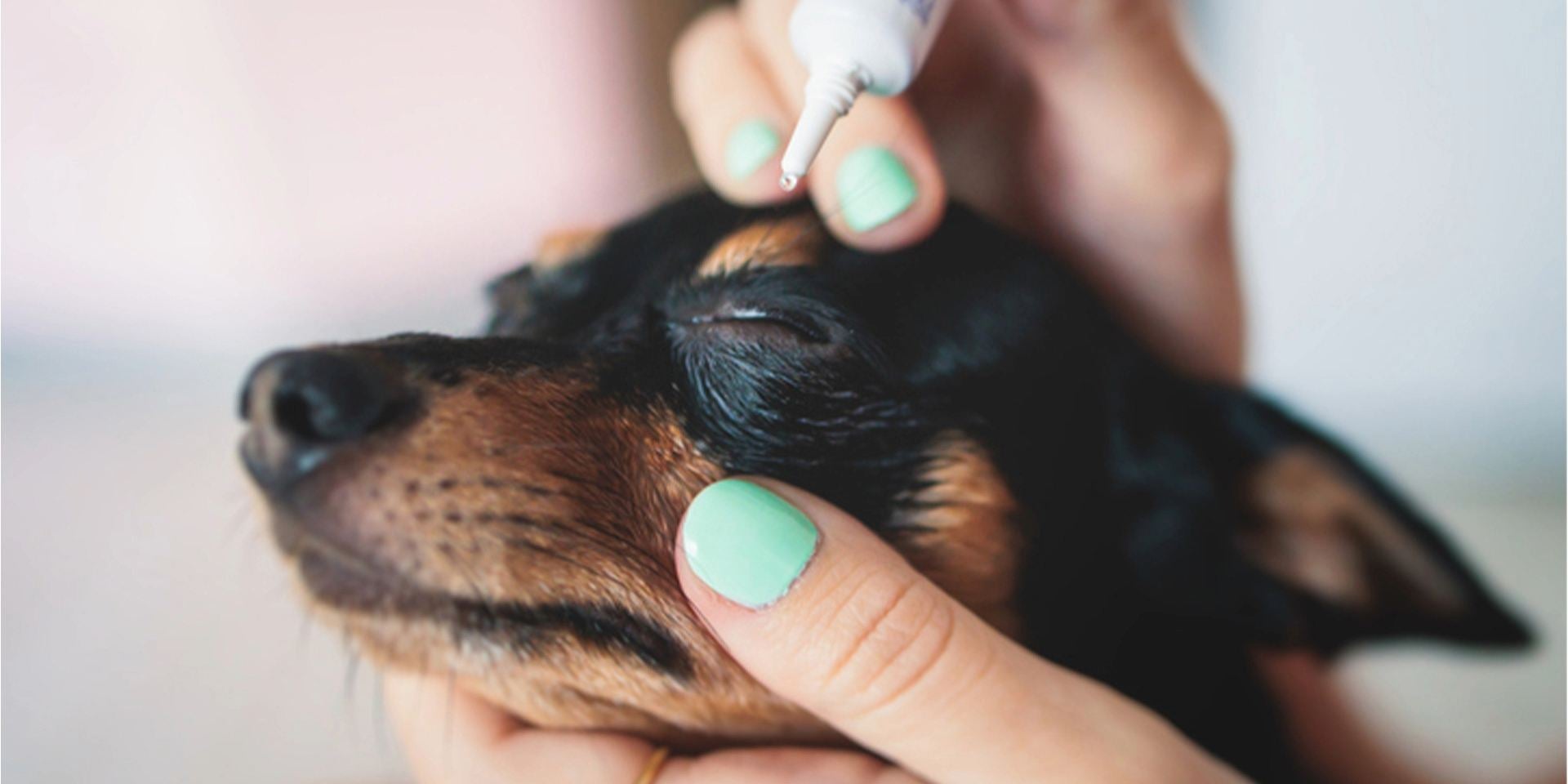Conocé los síntomas de la conjuntivitis en perros para poder tratarla lo antes posible. Aplicación de gotas a un Chihuahua.