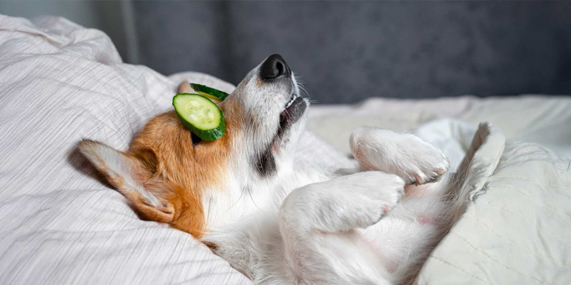 Una idea para celebrar el Día del Perro es un día de spa perruno. Jack Russell relajado.