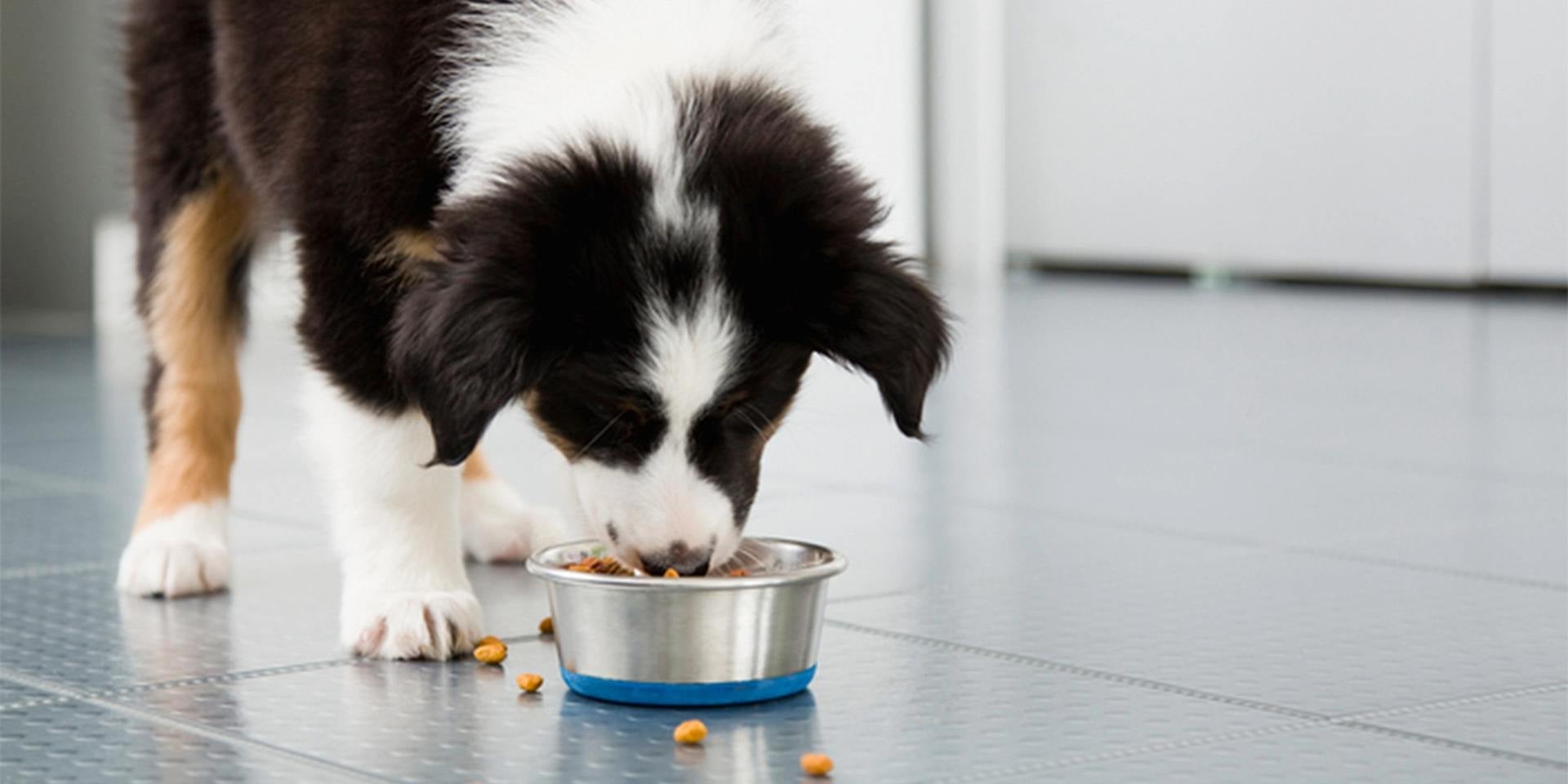 La nutrición juega un papel importante en la prevención y tratamiento de la ehrlichiosis en perros.