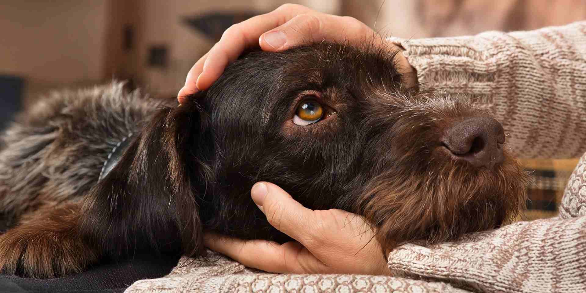 Ehrlichiosis en perros