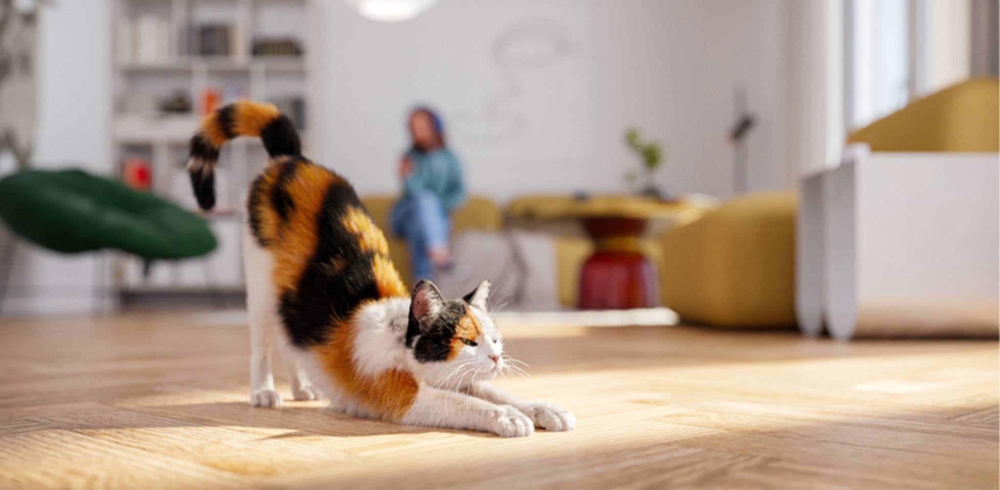 Gato calicó estirándose.