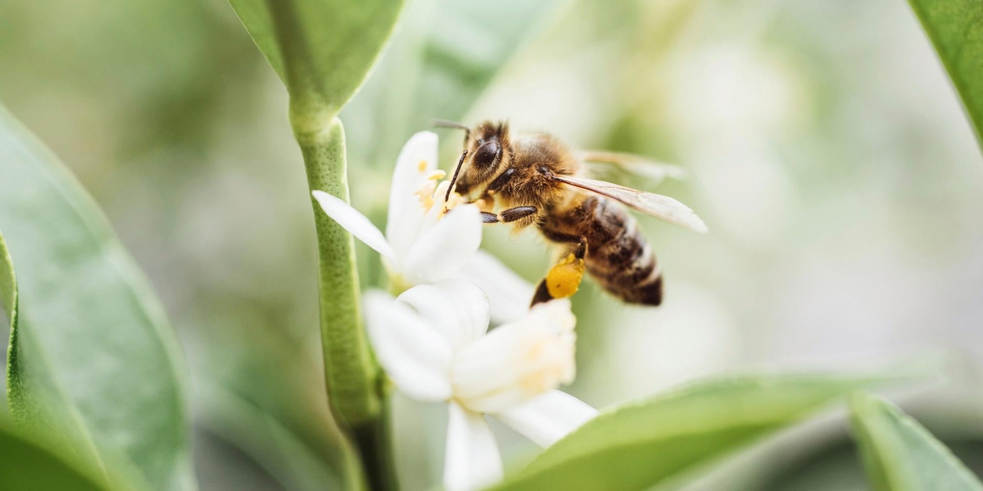 Perro picado por abejas. Abeja polinizando una flor blanca.