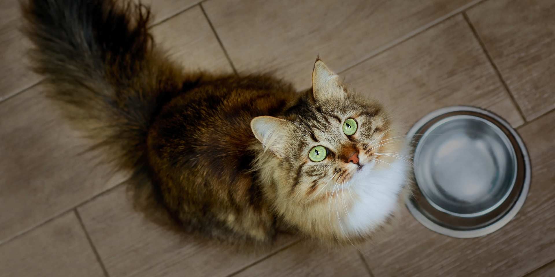 Razas de gatos peludos. Gato siberiano junto a su comedero.
