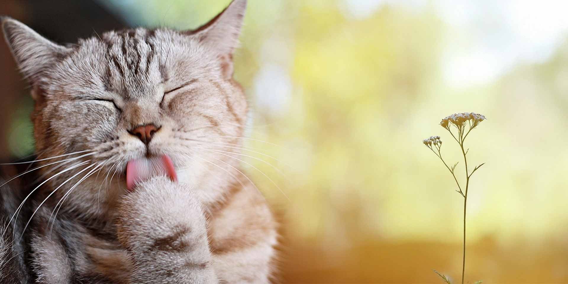 La alergia a los gatos proviene del alergeno presente en la saliva. Michi lamiendo su pata.