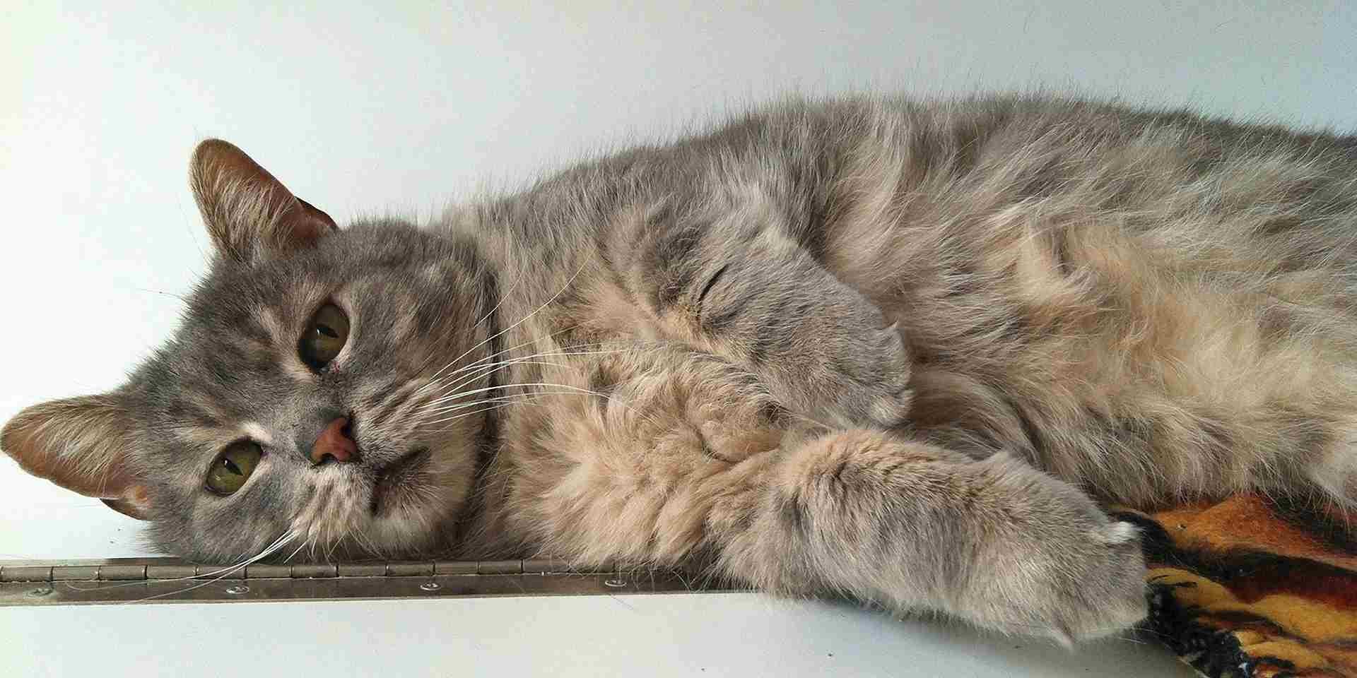 Alergia en gatos. Gato indispuesto