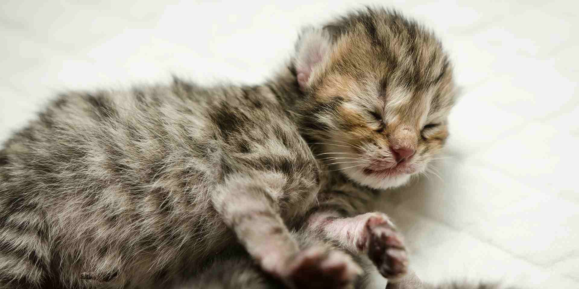 ¿Cuántas horas duerme un gato recién nacido? Más de las que uno adulto lo haría, no te asustés por ello.