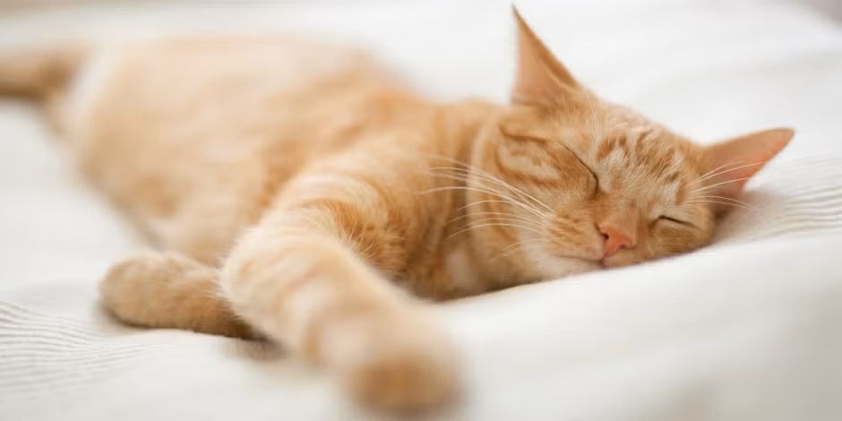 Descubrí cuántas horas duerme un gato y cuidá su bienestar. Michi naranja durmiendo.