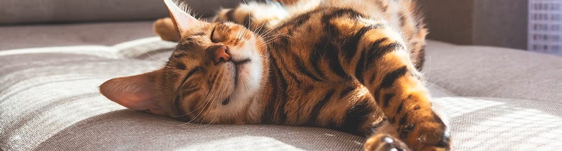 ¿Cuántas horas duerme un gato y por qué?