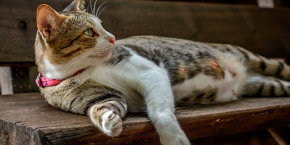 Conocé las etapas de gestación de las gatas embarazadas. Michi preñada de costado.