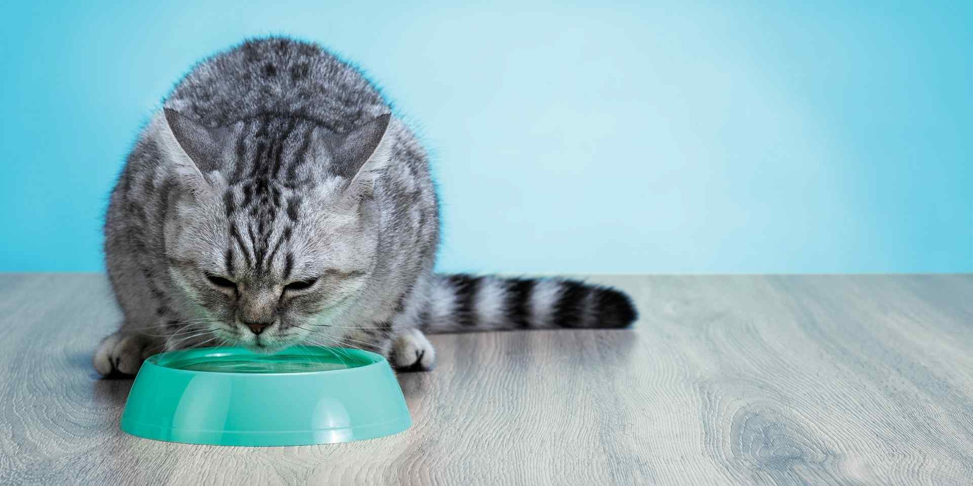 La nutrición de las gatas embarazadas es diferente de cuando no lo están. Validá con el veterinario y dales PURINA ONE®.