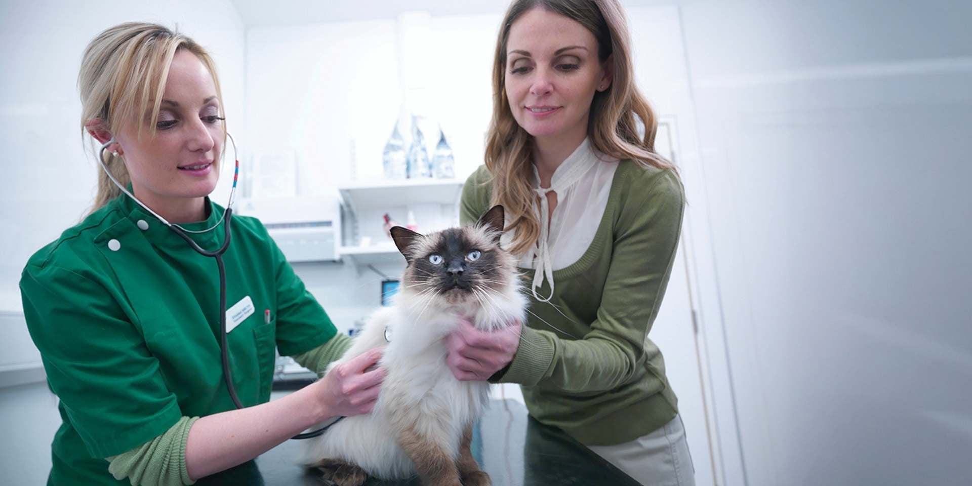 Veterinaria y tutora en una consulta con una gata embarazada.